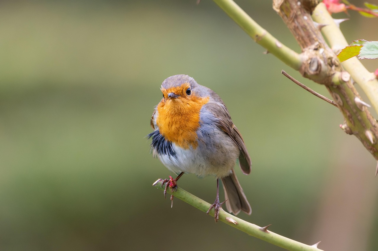 간헐적 단식 16:8 방법 및 부작용
